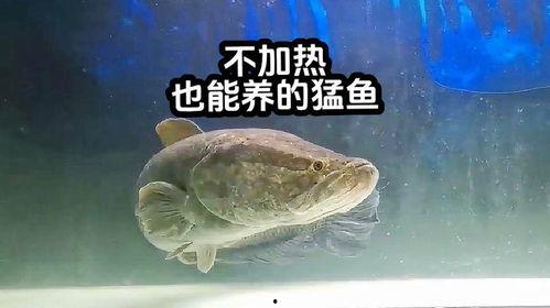 喂养国产猛鱼视频