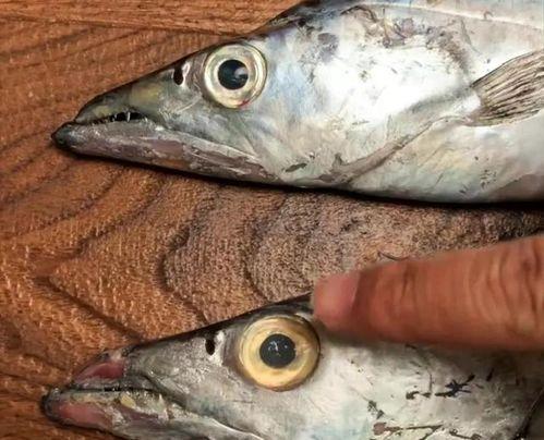 养国产原生猛鱼视频,探秘水中霸主的真实生活