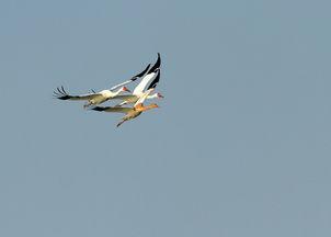 鹤白找到国产的视频,国产视频中的东方韵味与时代变迁