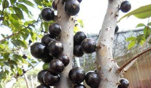 国产山竹种植视频,从播种到收获