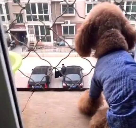 狗奴国产视频资源,揭秘宠物界的忠诚与温情